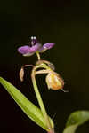 Nakedstem dewflower